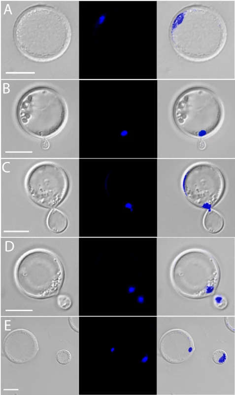 Titan cells can undergo cell division.