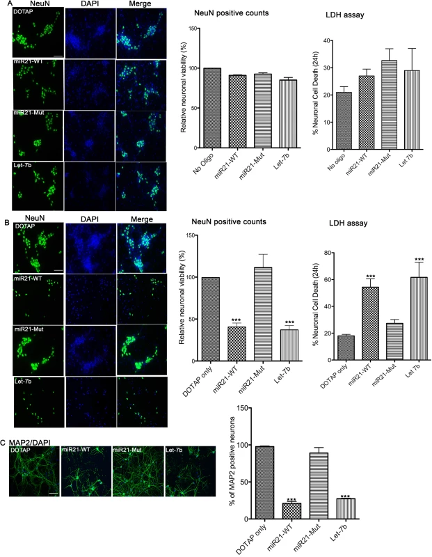 In vitro neurotoxicity assays with artificial EVs.