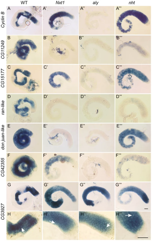Gene expression defects in <i>Nxt1</i> mutant testes places <i>Nxt1</i> in a novel meiotic arrest class.