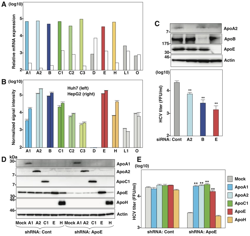 Several apolipoproteins participate in HCV propagation.