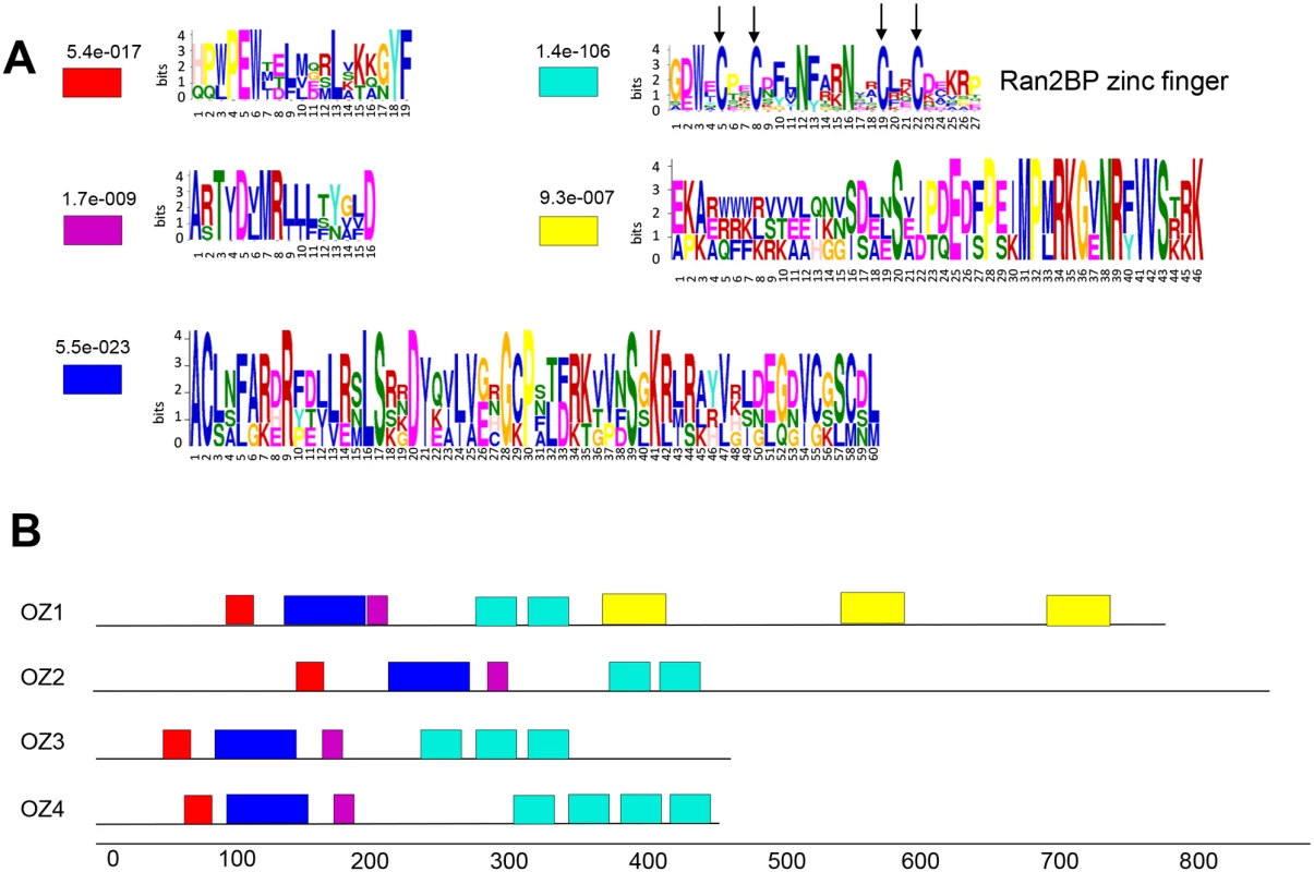 OZ1 and its family members contain multiple domains.