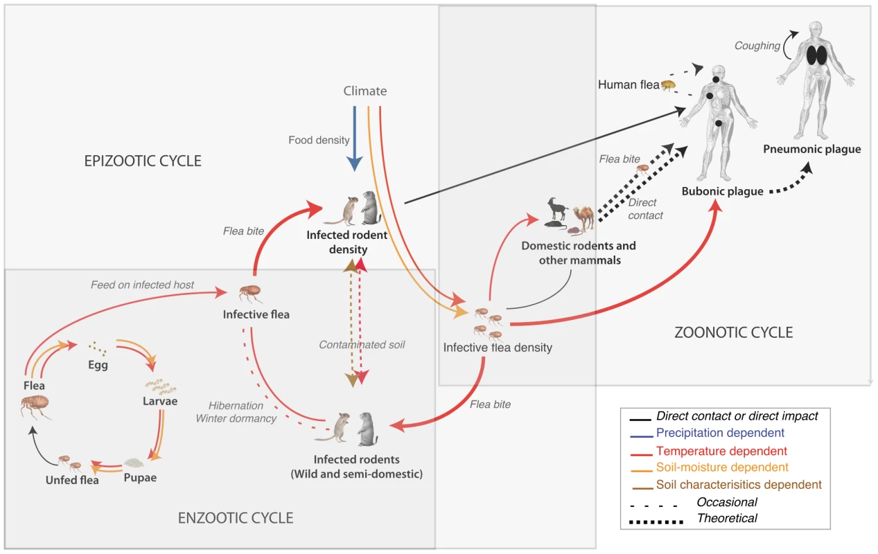 Schematic of the plague cycle with small mammals as hosts and fleas as vectors.
