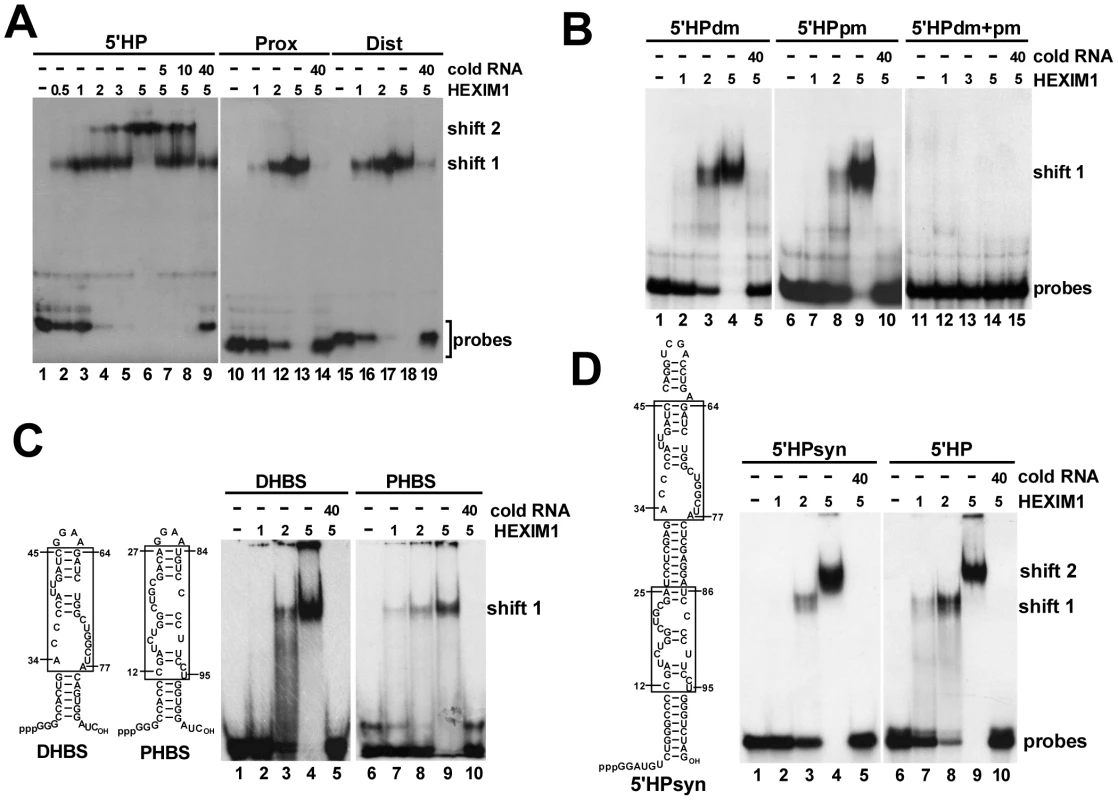 The 5′ hairpin of human 7SK snRNA contains two HEXIM-binding sites.