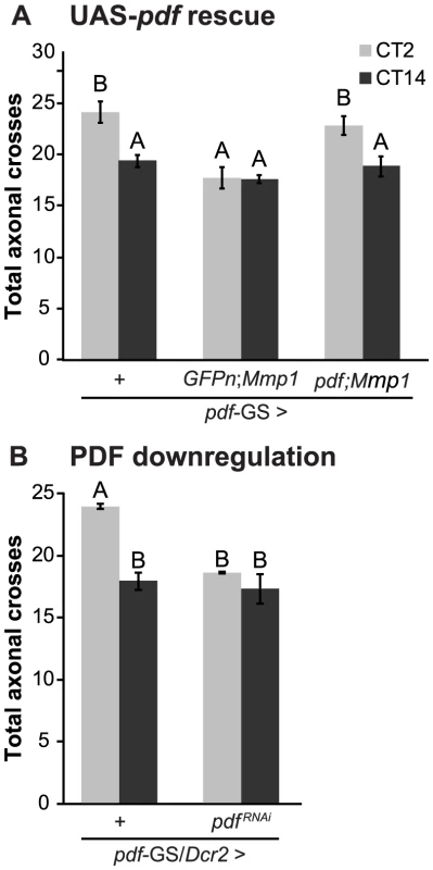 PDF defines the axonal remodeling of its own neurons.