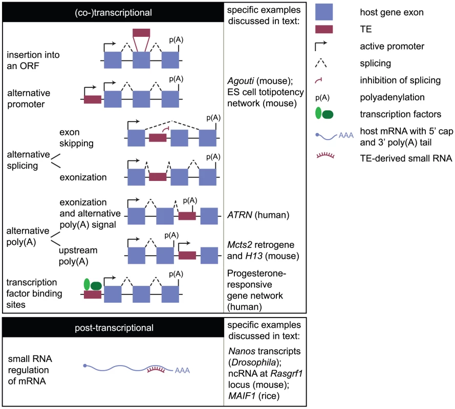 How the mobilome can impact the transcriptome.