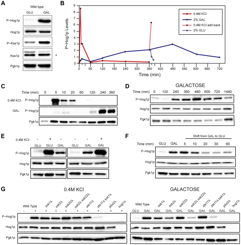 Comparison of HOG pathway activation by galactose and osmotic stress.