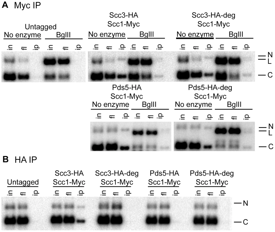 Cohesin rings devoid of Scc3 and Pds5 topologically embrace circular DNA.