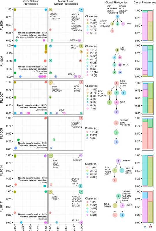 Clonal phylogenies of transformed follicular lymphoma samples.