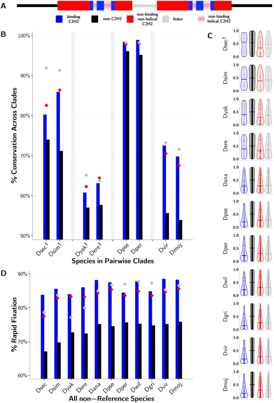 Functional importance of C2H2-ZF gene residues.