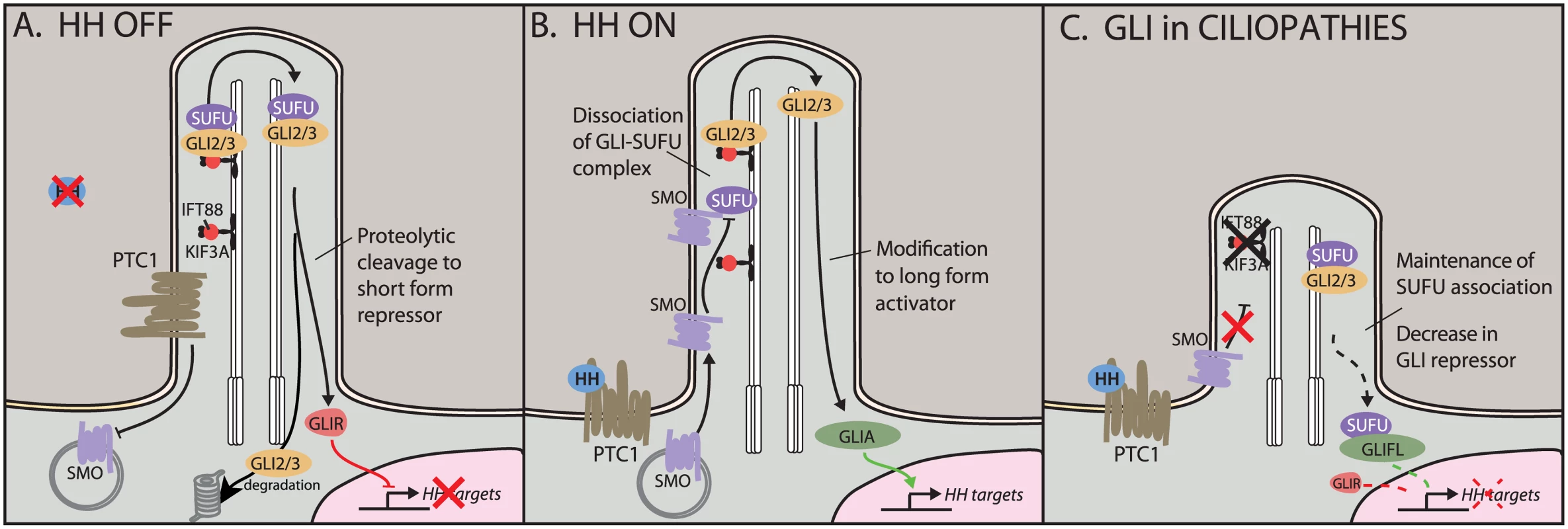 Hedgehog (HH) signaling in the cilium.