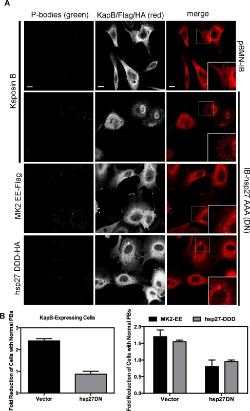Dominant negative hsp27 inhibits KapB-induced p-body disruption.