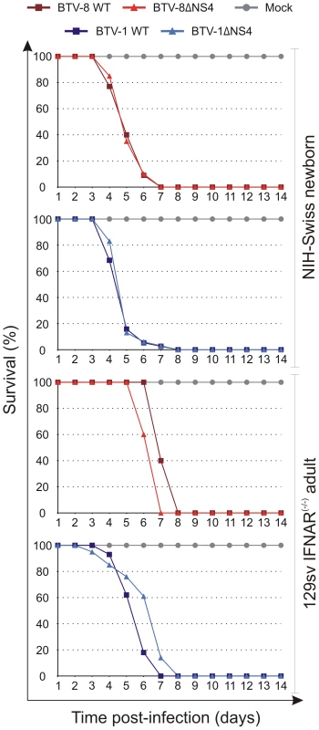 Experimental infection of Swiss new born and IFNAR<sup>(−/−)</sup> adult mice with wt and ΔNS4 viruses.