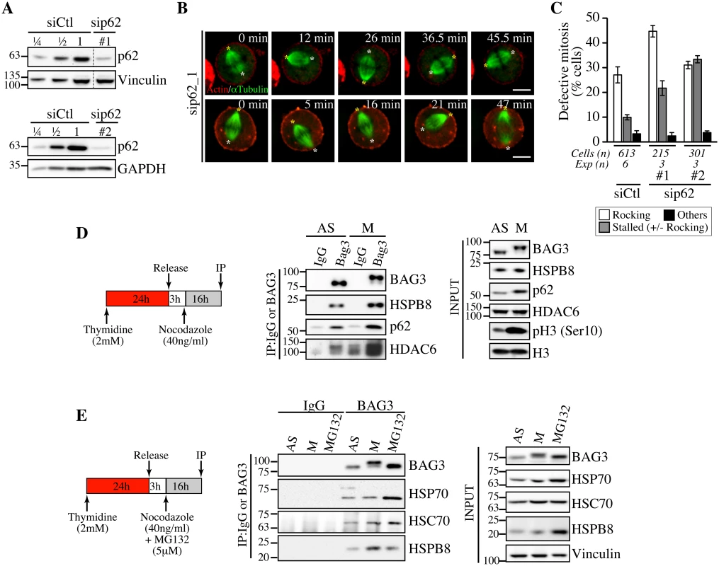 Depletion of p62, which forms a mitotic complex with BAG3-HSPB8, recapitulates the same phenotype on spindle dynamics.