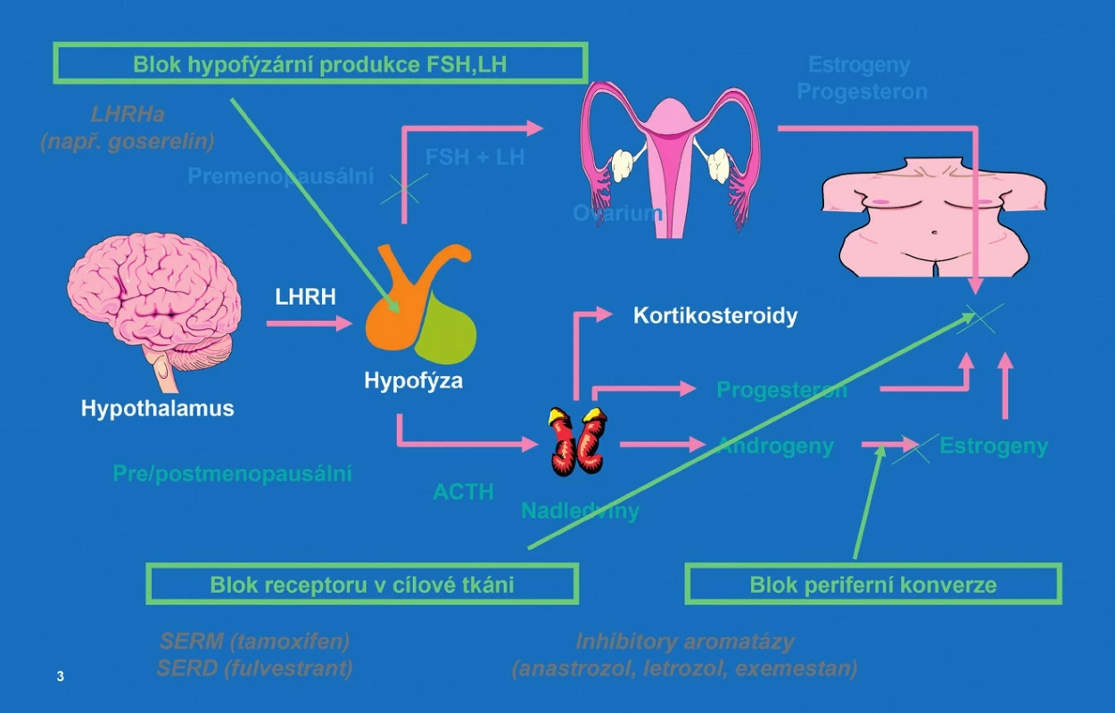 Možnosti hormonoterapie