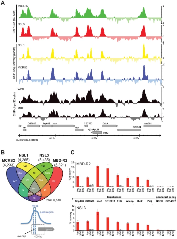 NSL proteins concomitantly bind to 5′ end of genes.