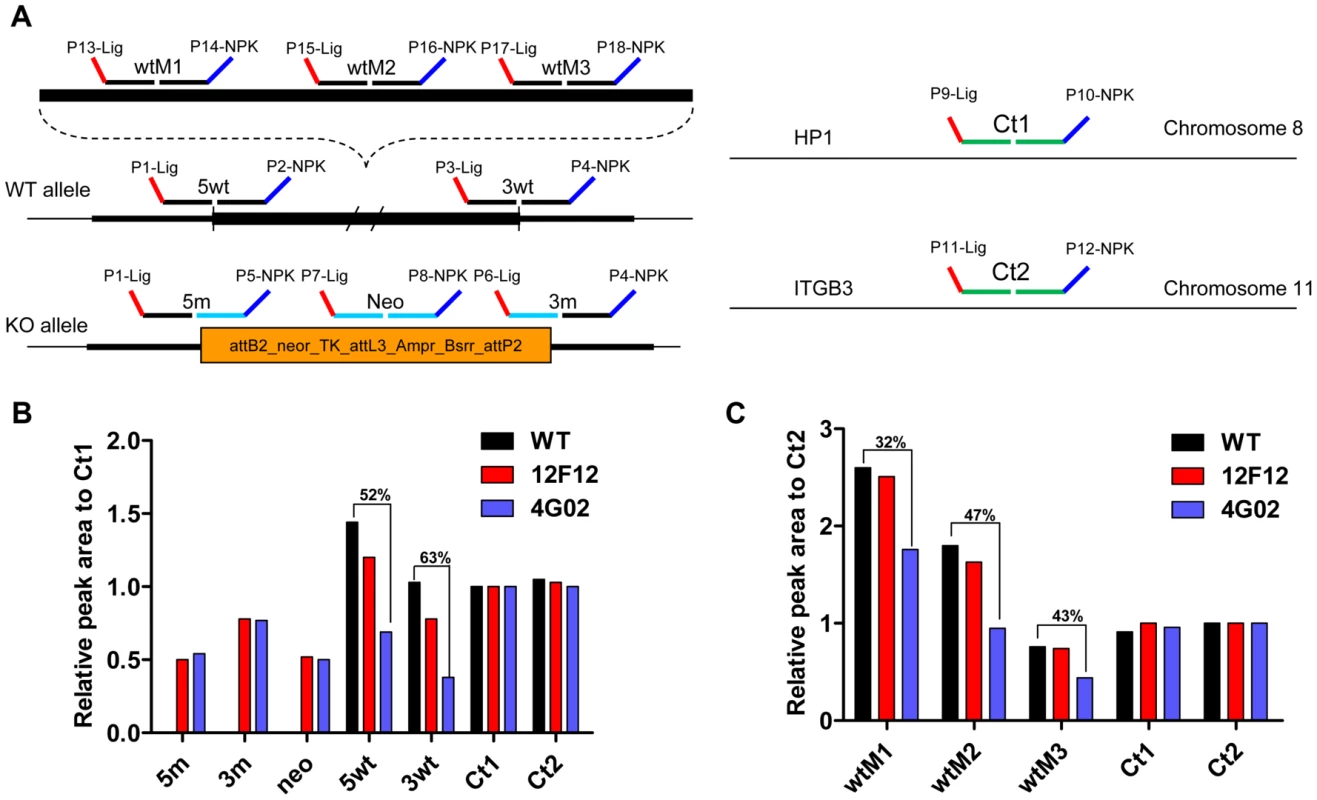 Analysis of ES clones by multiplex ligation-dependent probe amplification (MLPA).