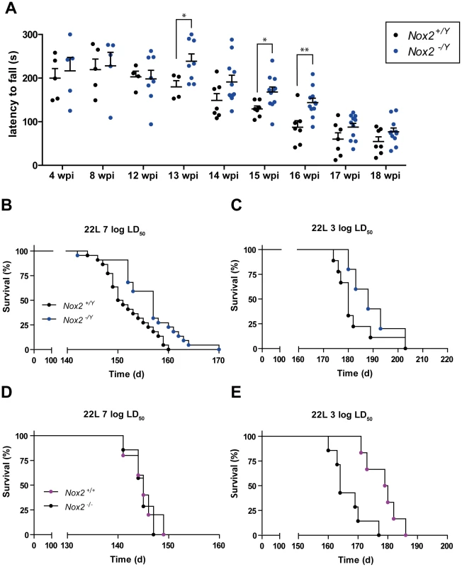 NOX2 deficiency attenuates the progression of prion disease.