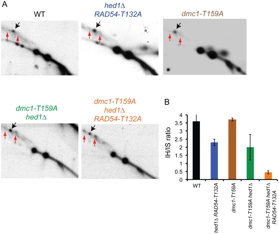 Meiotic joint molecule analysis in various SK1 <i>dmc1-T159A ndt80</i>Δ strains.