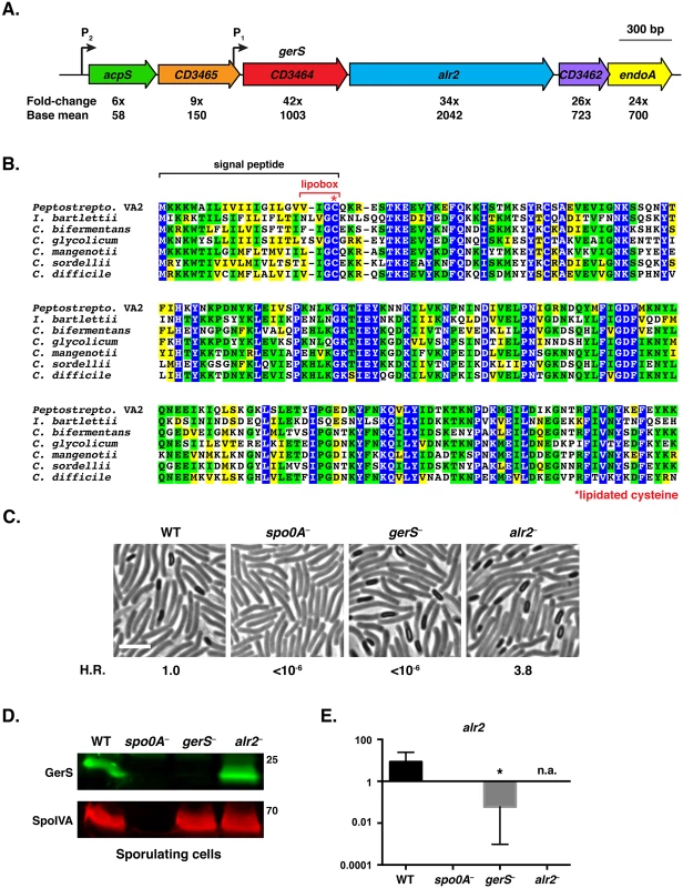 <i>C</i>. <i>difficile gerS</i> is highly induced during sporulation and encodes a protein important for heat-resistant spore formation.