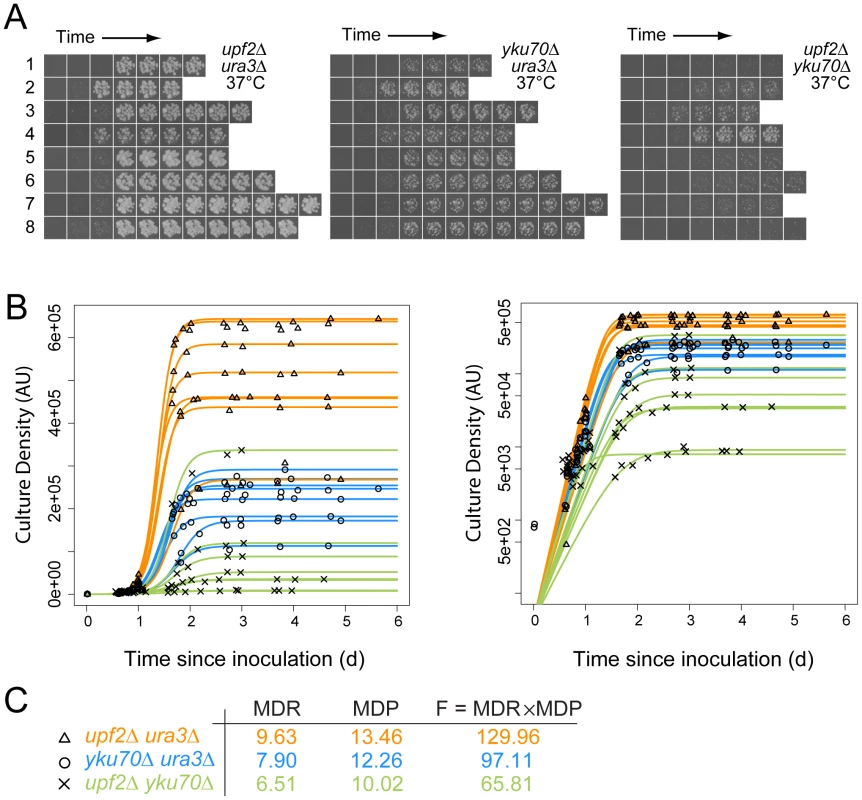 Cell fitness determination from growth on agar plates for quantitative fitness analysis (QFA).