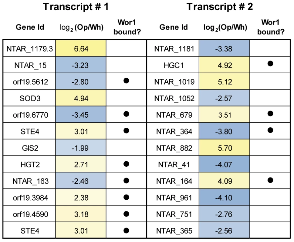 A selection of sense-antisense gene pairs with the most strongly anti-correlated expression.