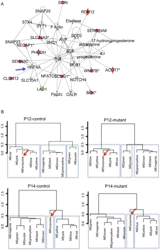 Metabolic pathways could underlie kidney maturation and determine the susceptibility to rapid cyst formation in the early-onset model of ADPKD.