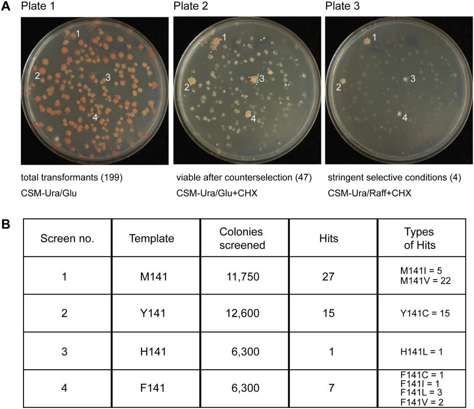 Screening of randomized <i>ISU1</i> in search of new frataxin-bypass suppressors reveals only amino acid substitutions of residue 141.