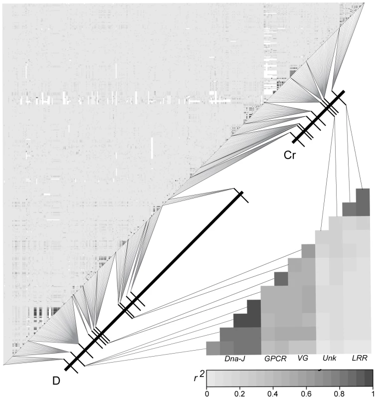Lack of LD between SNPs across the <i>D</i> and <i>Cr</i> intervals in the Peruvian hybrid zone.