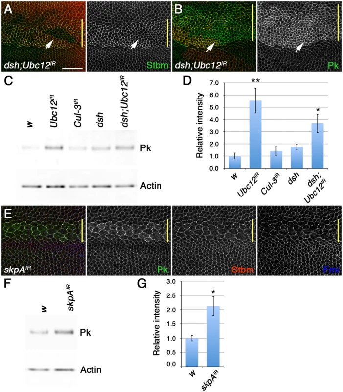 The SkpA ubiquitin ligase subunit regulates Pk degradation.