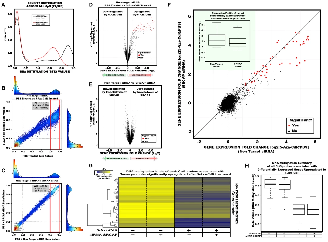 DNA methylation and gene expression changes globally after 5-Aza-CdR treatment and SRCAP knockdown.
