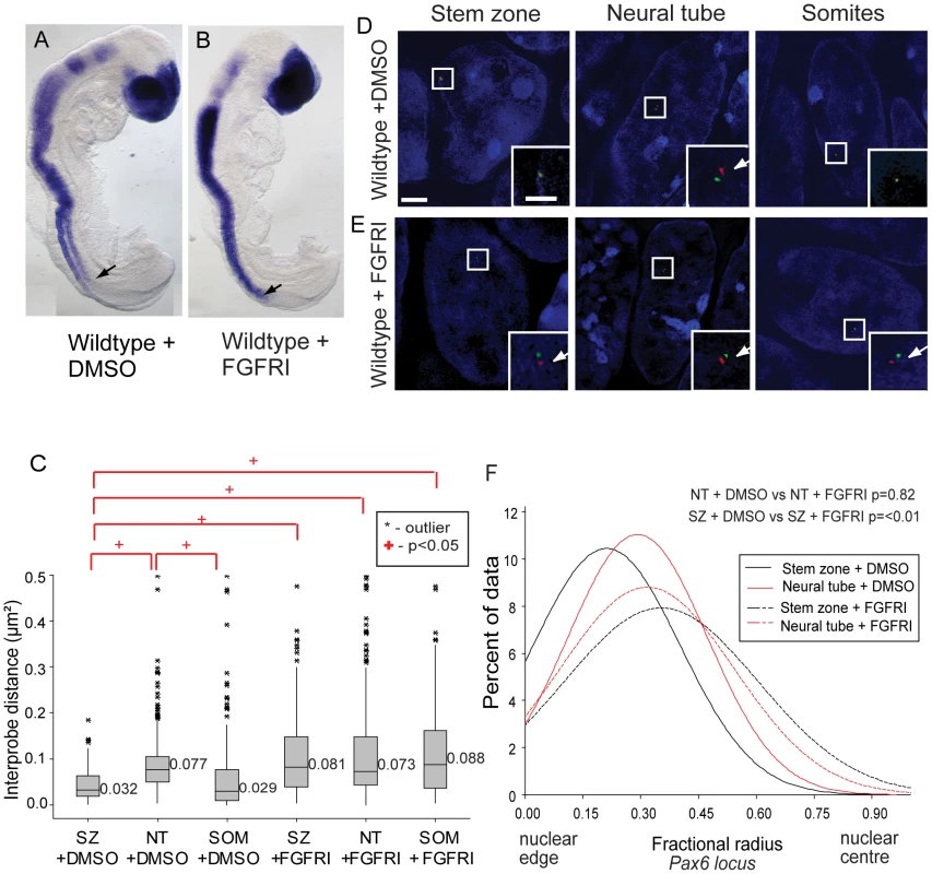 FGF signalling regulates chromatin compaction around <i>Pax6</i>.