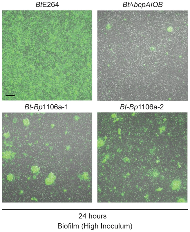 Pillar structure formation by strains at a higher inoculum.