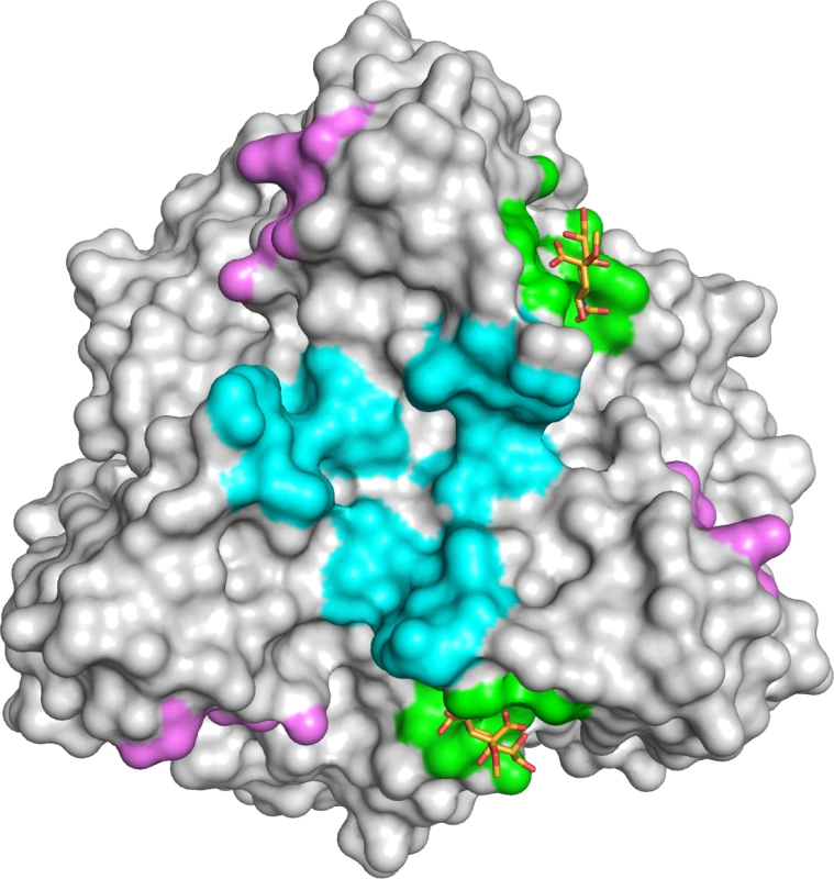 HAdV-52 has a unique sialic acid binding site compared to other sialic acid binding HAdVs.