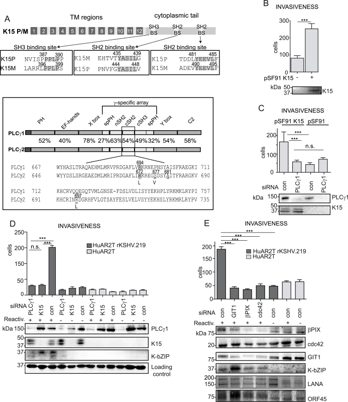 K15 confers invasiveness to KSHV infected endothelial cells in a PLCγ1-dependent manner.