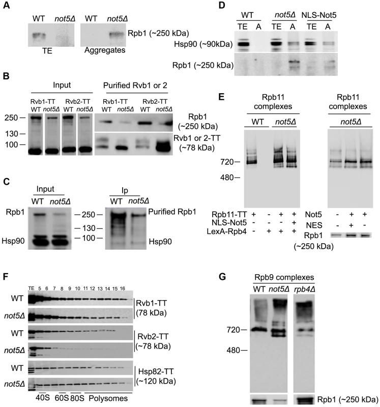 Assembly of Rpb1 with the R2TP Hsp90 co-chaperone is reduced and Rpb1 aggregates in <i>not5Δ</i>.