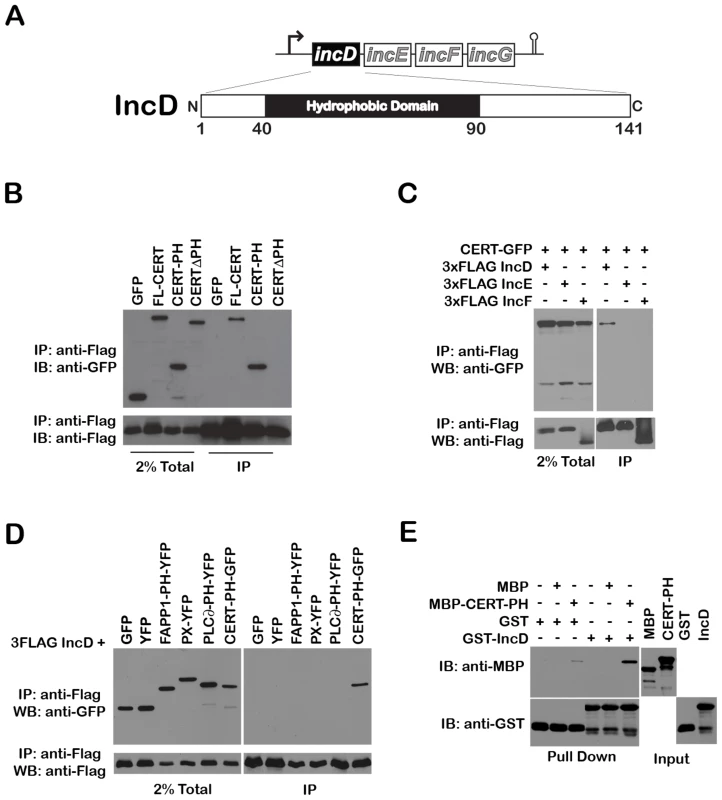 The <i>Chlamydia</i> inclusion protein, IncD, interacts with the PH domain of CERT.