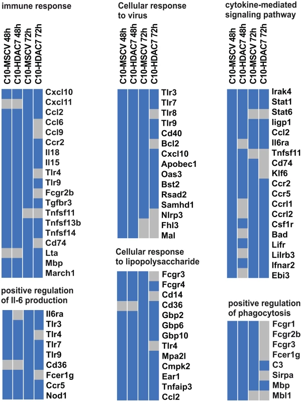 HDAC7 re-expression interferes with the gene transcriptional program of the converted macrophages.