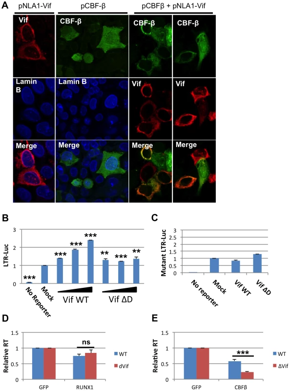 HIV-1 Vif sequesters CBF-β in the cytoplasm.