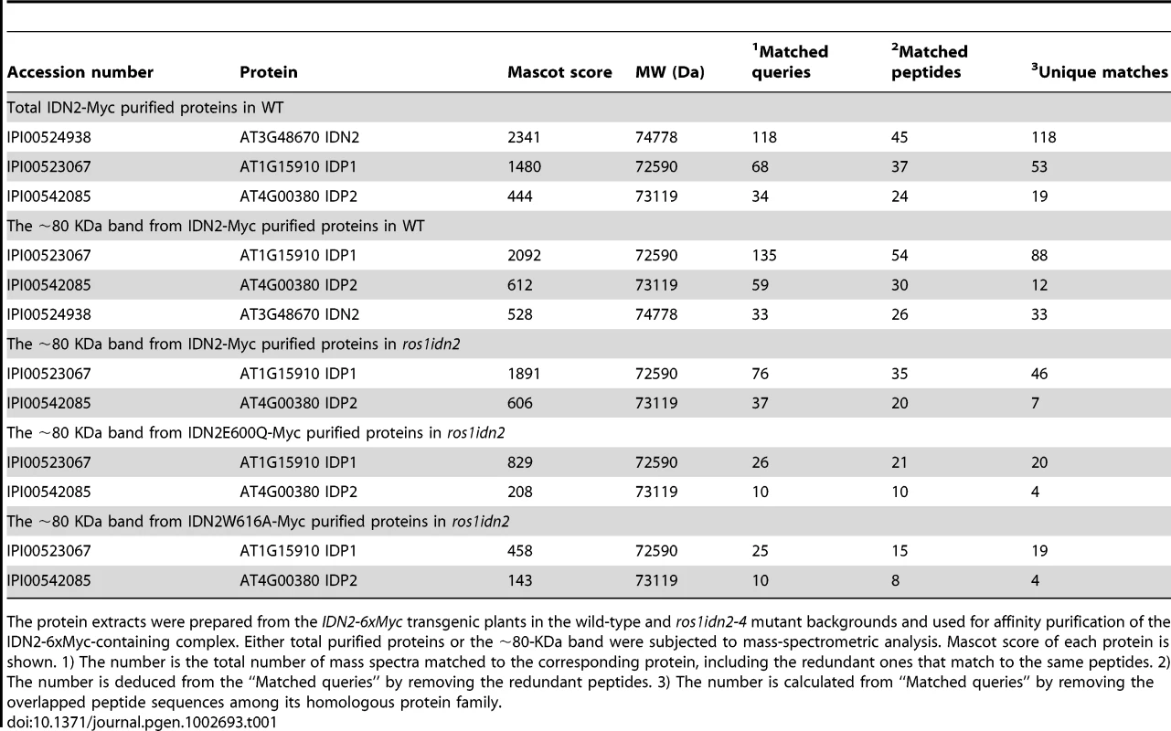 Mass-spectrometric analysis of IDN2-6xMyc affinity purification.