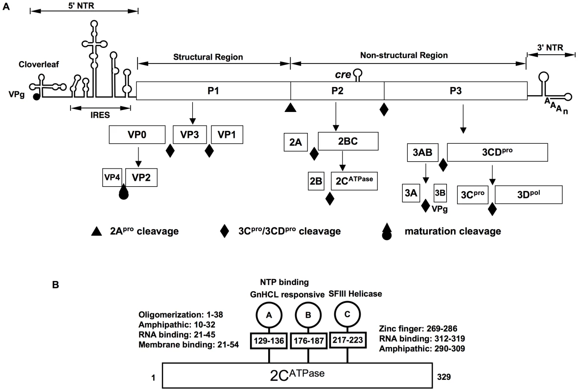 The genomic organization of C-HEV RNAs, proteolytic processing of the polyprotein and PV 2C<sup>ATPase</sup> motifs.