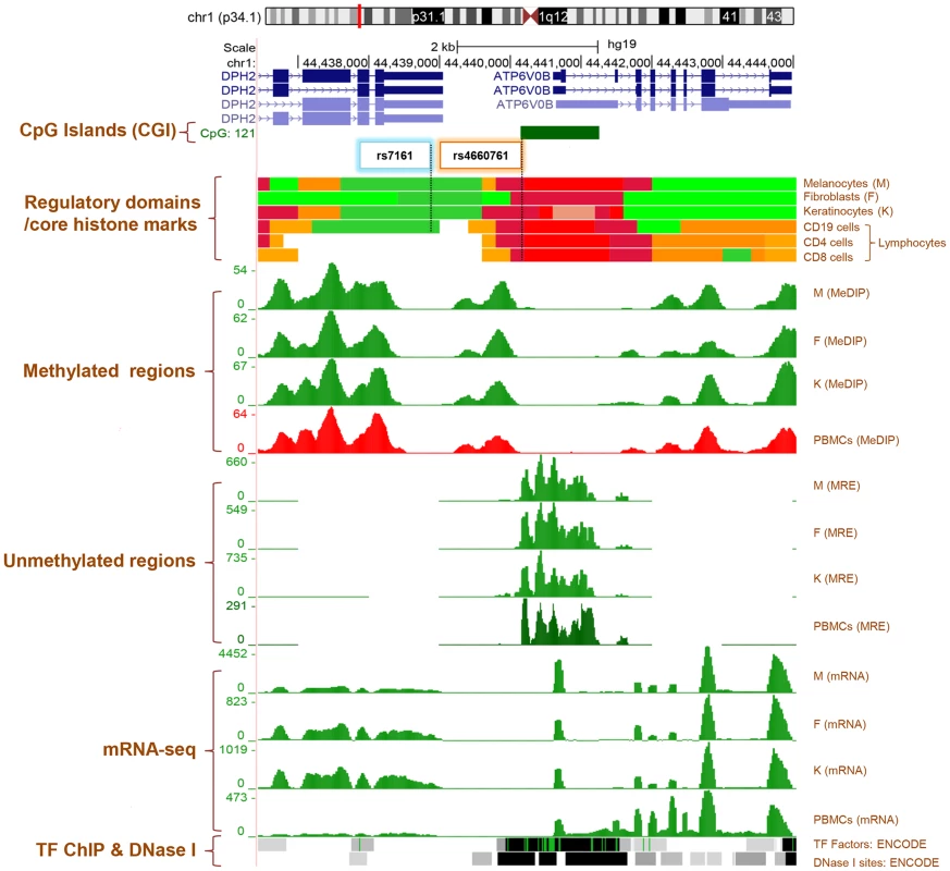 Genome Browser (<a href="http://genome.ucsc.edu/">http://genome.ucsc.edu/</a>) image of <i>ATPV0B</i> and <i>DPH2</i> gene regions on human assembly hg19 based on NIH Epigenomics Roadmap data and ENCODE data <em class="ref">[74]</em>, <em class="ref">[76]</em>.