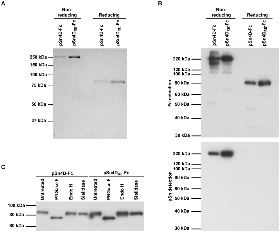 Structural characterization of pSn-Fc proteins.