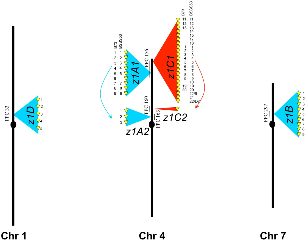 Genomic distribution of the α-zeins in the two inbred lines.