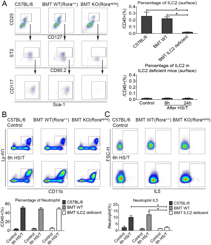 Effects of group 2 innate lymphoid cells (ILC2) deletion on lung frequency and interleukin (IL5) expression after resuscitated hemorrhagic shock and tissue trauma (HS/T).
