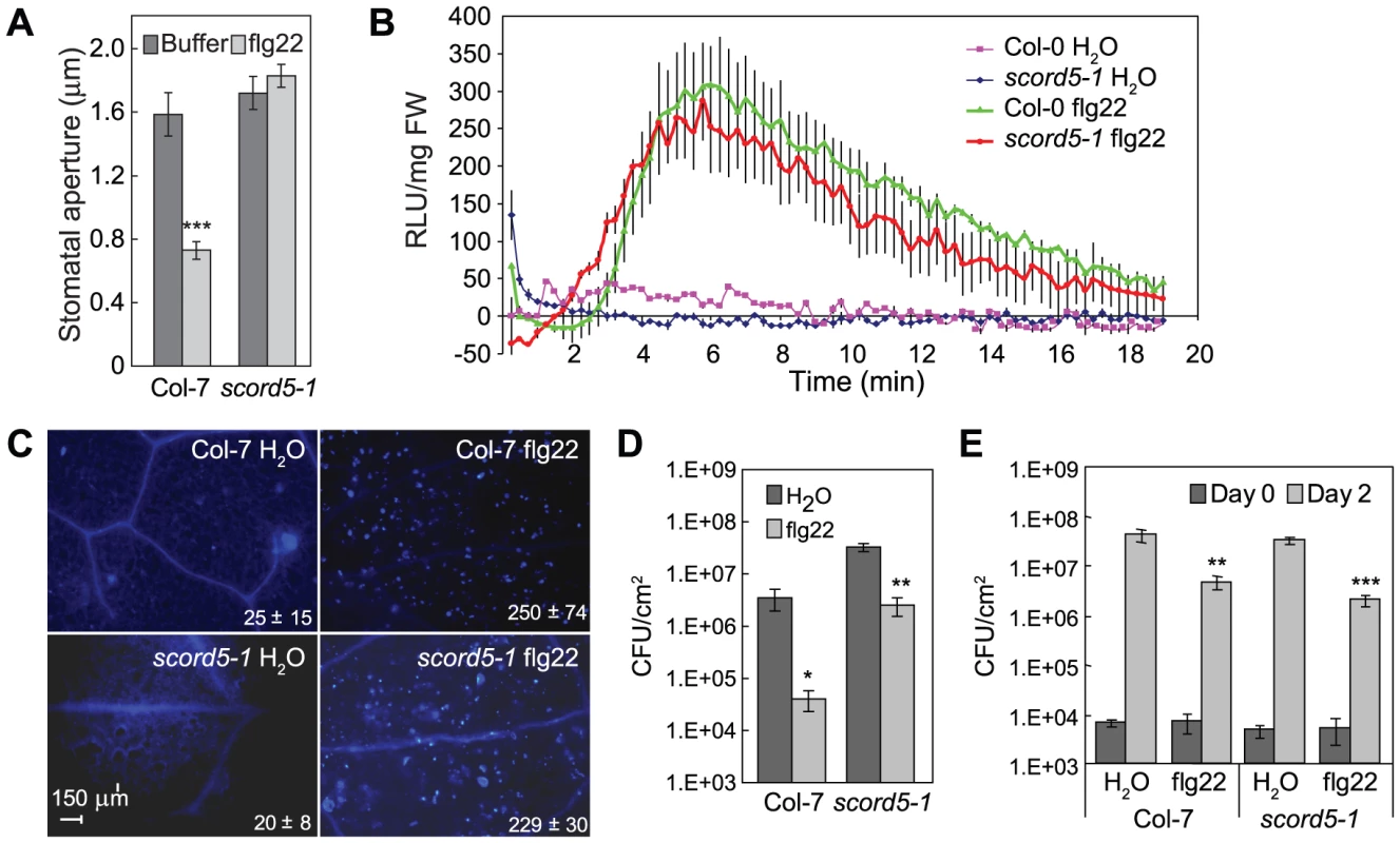 <i>scord5</i> mutant plants have normal flg22-induced responses other than stomatal closure response.