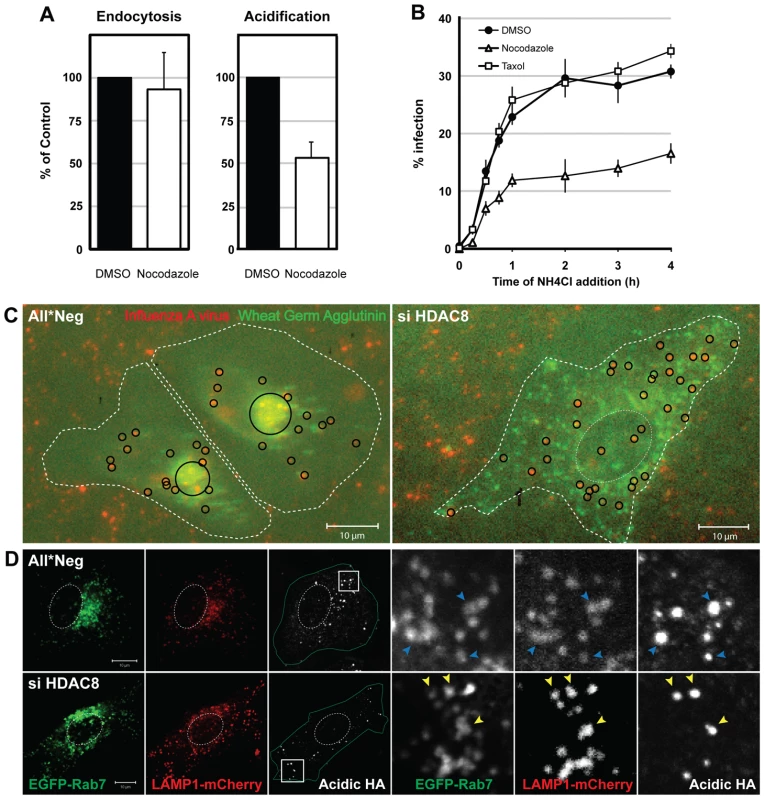 Intact MTs are required for efficient IAV X31 infection.