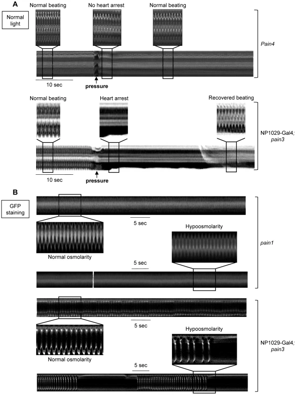 Response to <i>in situ</i> mechanical stress in <i>pain</i> knockdown individuals.