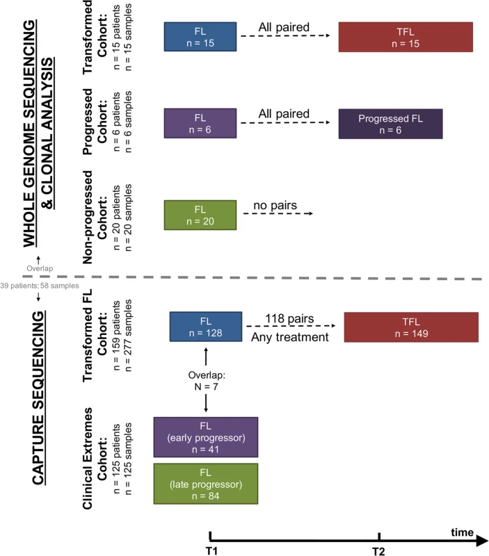 Study cohort overview.