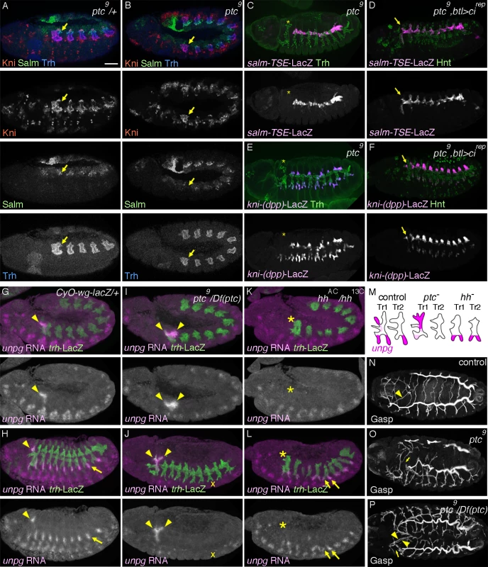 Overactivation of <i>hh</i> signaling transforms the primary branch identities in Tr1.