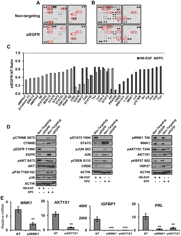 Direct and decidual-dependent kinome alterations following EGFR attenuation in HESC by kinase antibody array.